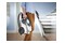 Odkurzacz Philips XB212209 tradycyjny bezworkowy 850W biały