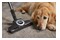 Odkurzacz MIELE SKCF5 Blizzard CX1 Cat&Dog PowerLine tradycyjny bezworkowy 890W czerwony