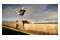 Skater XL Nintendo Switch