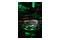 Pamięć RAM Lexar Ares Gaming Black RGB 32GB DDR5 6800MHz Z radiatorem 34CL