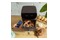 Frytkownica beztłuszczowa Air Fryer Cecotec Cecofry FoodCourt 11000 1850W