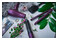 suszarko-lokówka BaByliss AS83PE 800W kolor fioletowy