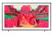 Telewizor Samsung QE75LS03FWU 75" 4K Ultra HD