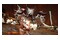 Monster Hunter Rise + Sunbreak Edycja Deluxe Xbox (One/Series S/X)