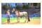 Barbie Horse Trails Nintendo Switch