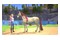 Barbie Horse Trails PlayStation 5