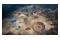 Age of Wonders Planetfall Xbox One
