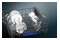 Zmywarka do zabudowy Siemens SN636X06KE